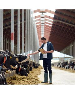 Dairy Long Day LED Lighting Systems