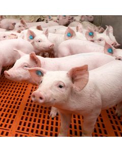 Heating Mats for Swine Farrowing Crates