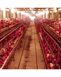 Poultry LED Lighting Systems